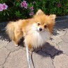 お顔の可愛いポメくん2歳　リラくん サムネイル5
