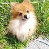 お顔の可愛いポメくん2歳　リラくん サムネイル6