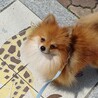 お顔の可愛いポメくん2歳　リラくん サムネイル7