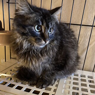 人も猫も大好き長毛サバトラ君【譲渡会参加】