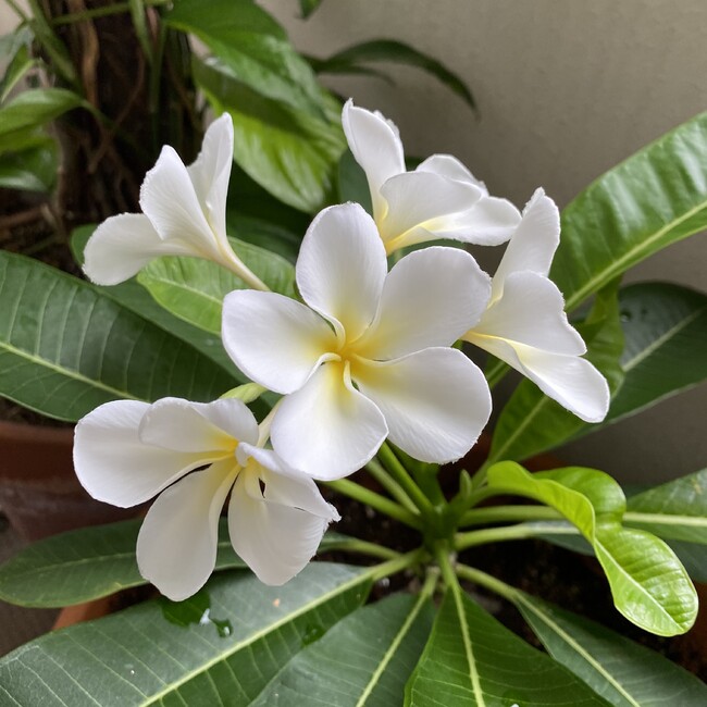 Fujililyのカバー写真