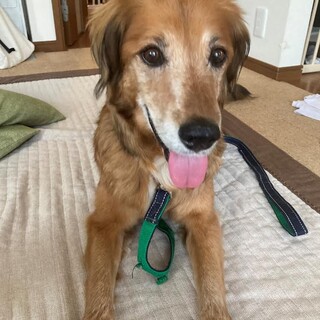 「だっすん」男の子（ラルフ改め）