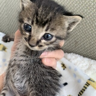 里親さま決まりました☆