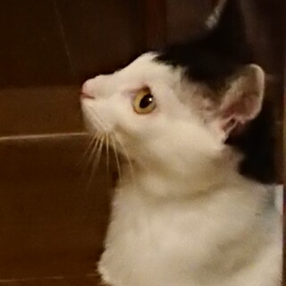 仔猫絹ちゃん里親さん募集