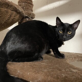 撫で撫で大好き❣️黒猫のあいき