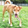 ピット×日本犬ミックス？大きめ中型犬の太緒(たお) サムネイル6