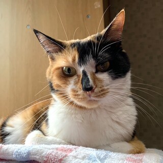 マイペース美少女☆マルシェちゃん