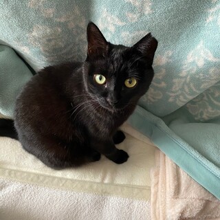 美人で甘えた　ツヤツヤ、クロナ！！