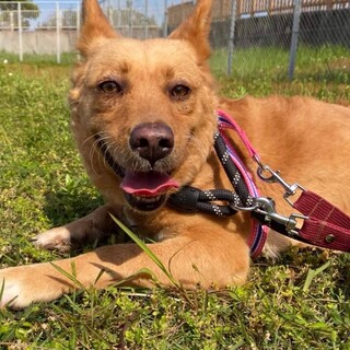 ビビりですが穏やかな性格の女の子ムギちゃん❤