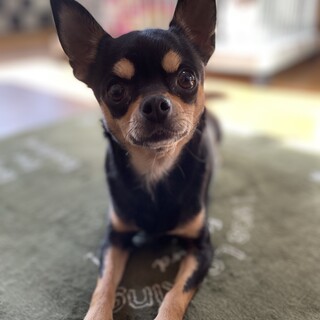 4歳スムースチワワの女の子