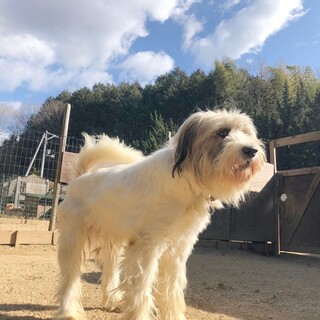 元野犬の海老蔵くん☆2歳