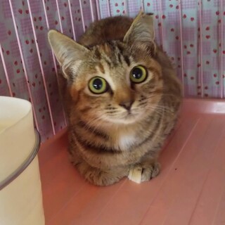 募集停止　今週末、山間部にリリースする女の子