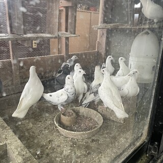 助けてください！