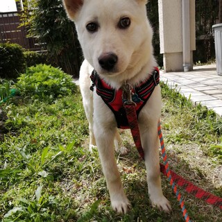 「マッシュ」男の子