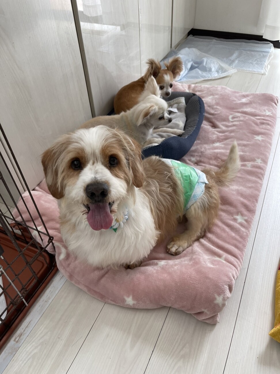 甘えん坊なｍｉｘの男の子 栃木県 犬の里親募集 ペットのおうち 月間利用者150万人