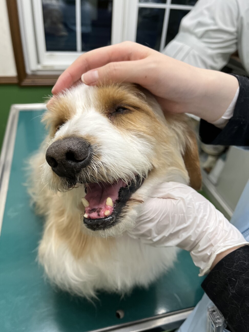 甘えん坊なｍｉｘの男の子 栃木県 犬の里親募集 ペットのおうち 月間利用者150万人