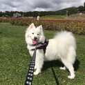 サモエドメス８歳