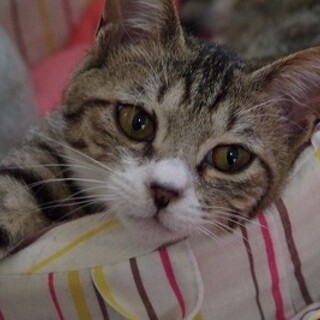 甘えん坊のキジ白君です♪