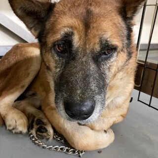 ハナグロ野犬のボスだったボス君→相談中！