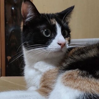 里親決定。みなみちゃん避妊済み