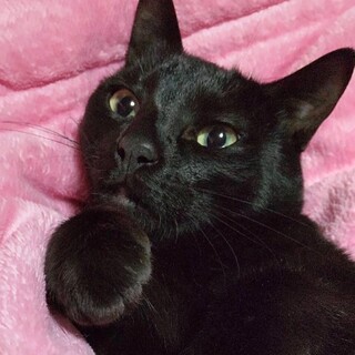 里親決定。ふーちゃん避妊済み