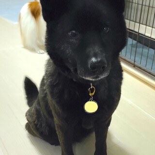 人が大好き、元気で明るい甲斐犬MIXほっぷん