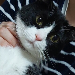 イケメン白黒ハチワレ猫✨