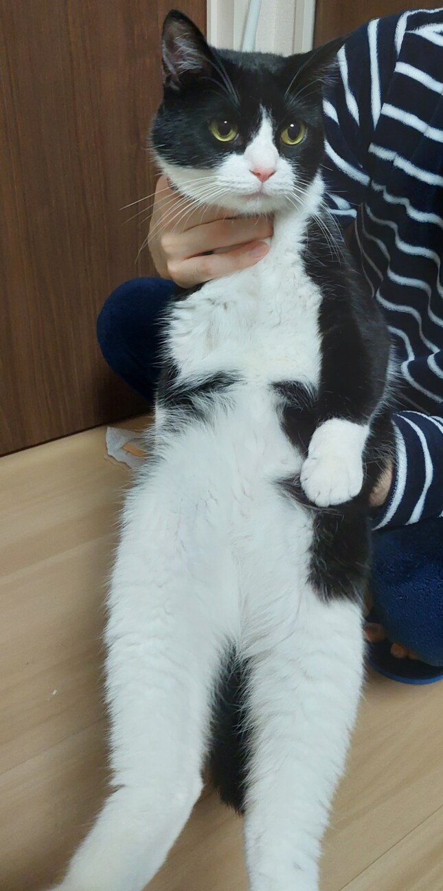 イケメン白黒ハチワレ猫 青森県 猫の里親募集 ペットのおうち 月間利用者150万人