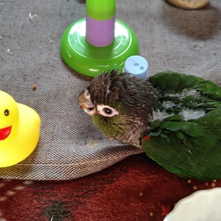 ３月８日産まれウロコインコ