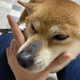 少し小さめの柴犬女の子