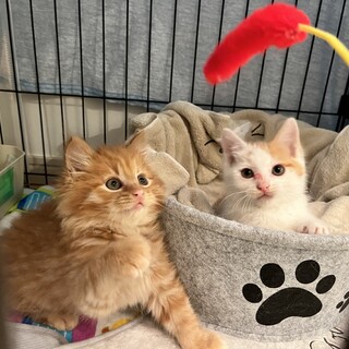 二匹の子猫　長毛の男の子と中毛の男の子　兄弟です！