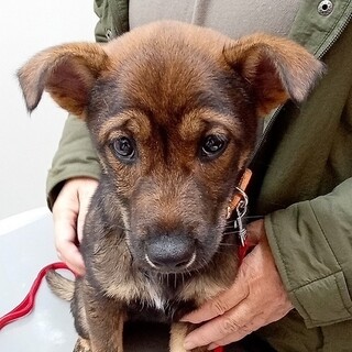 犬の友達大好き元気くんMIX生後3か月