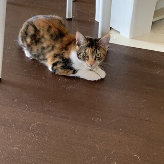 保護猫 生後8ヶ月の姉妹