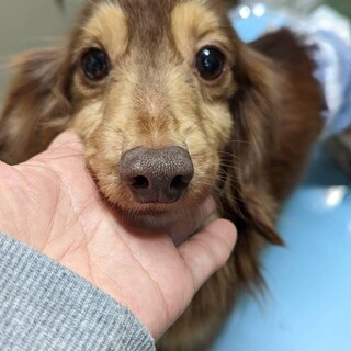 怖がりな男の子♂トムくん