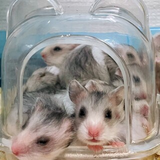 3／12生まれのロングヘアーハムスターです