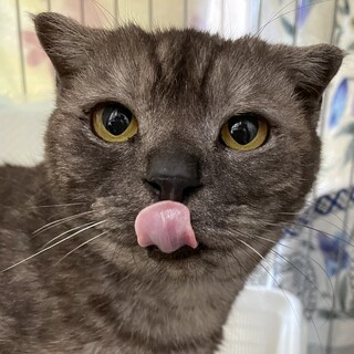 動物病院の保護猫・スコティッシュ？ウォンちゃん