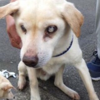 11キロのこ危ない状況です