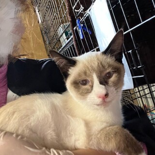 ありがとうございました★シャムふう小麦くん