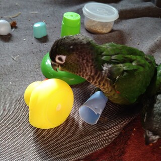 ３月６日産まれのウロコインコ