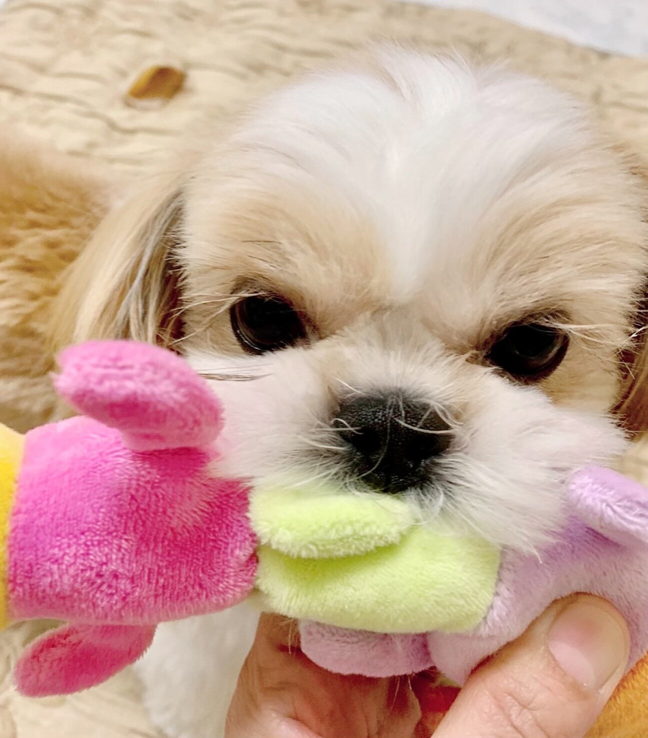 大手術頑張りました シー 愛知県 犬の里親募集 ペットのおうち 月間利用者150万人