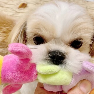 大手術頑張りました！シーズーパピー甘えん坊な女の子