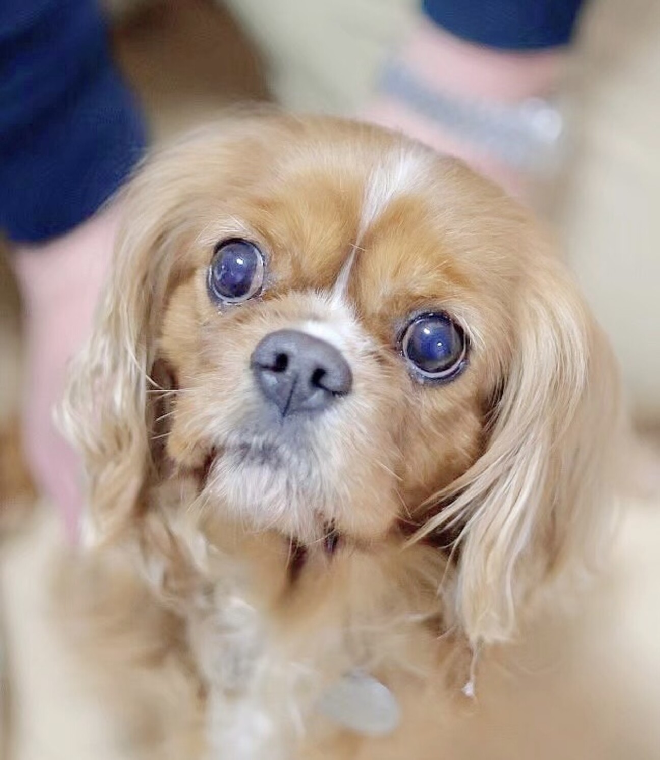 キャバリア2点まとめ売り 75 Www Sumatra Eco Br