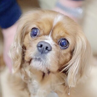 二度見三度見しちゃう♪ 愛らしいキャバリアの女の子