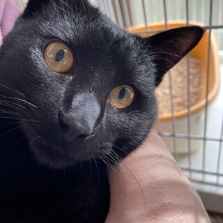 クロミくん男の子