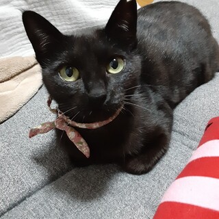 ※交渉中！ゴロゴロすりすりの、くろちゃん