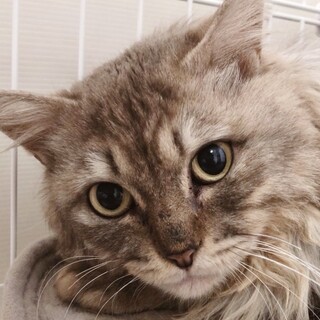 多頭崩壊救出☆チンチラ央くん推定５歳