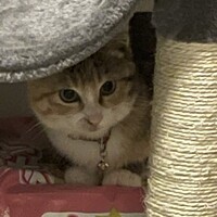 エアル
