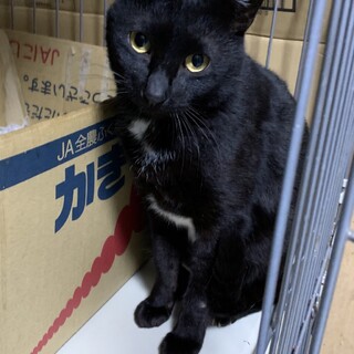 7歳　黒猫　性格穏やか　あられちゃん　