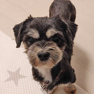 シーズーマルチmix♀６～7歳