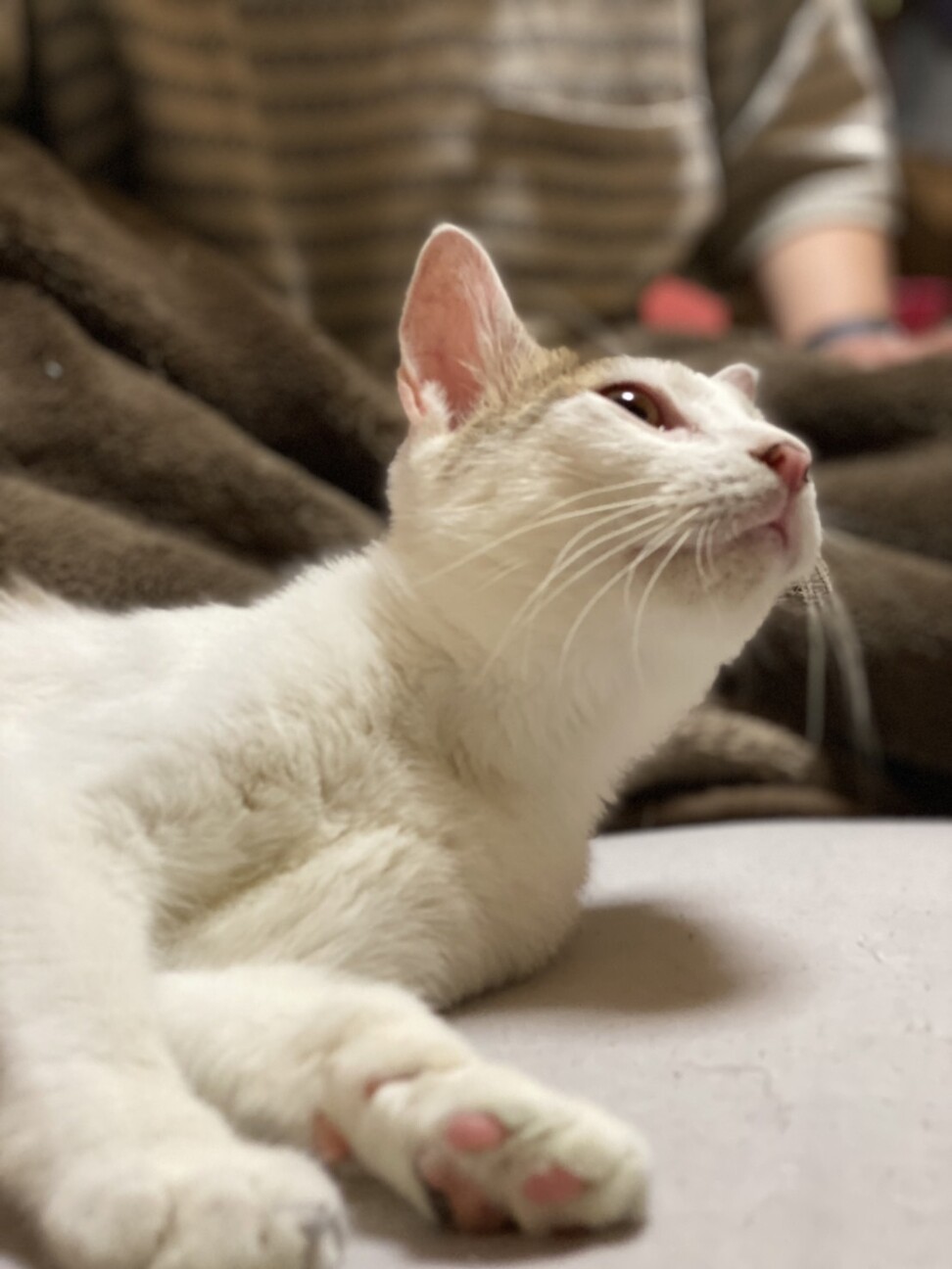 個別お見合い　きい君　1歳 サムネイル7